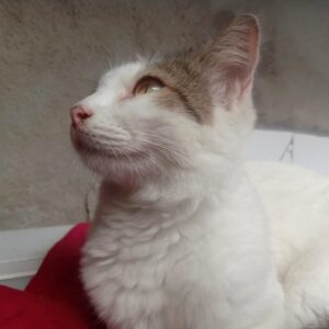 A cat, illustrating Sniff Sampler Box