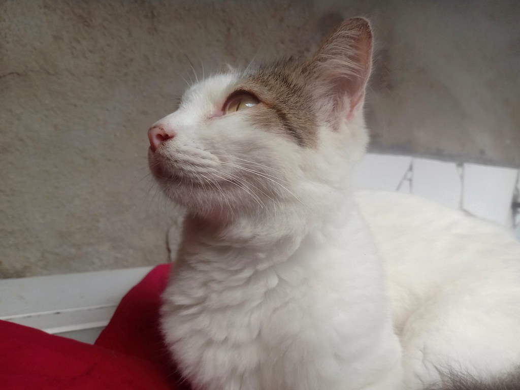 A cat, illustrating Sniff Sampler Box